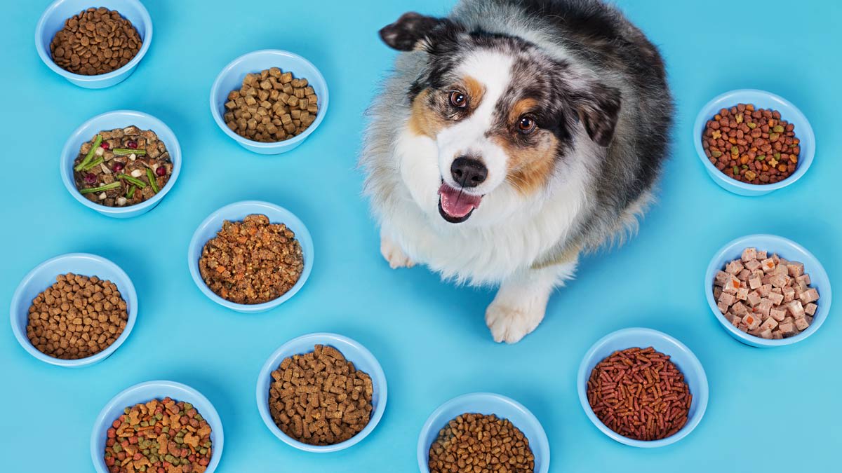 how-to-choose-dogs-food